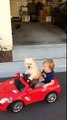 Dog drives little Boy in car.....Daisy Driving Oliver