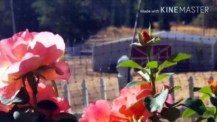 Pigs Are Beautiful Beautiful Parody