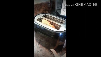 Bad Bay Bad Day Parody