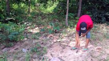 Awesome Quick Wild Rooster Trap Using Cable Traps - Primitive Technology Wild Chicken Trap