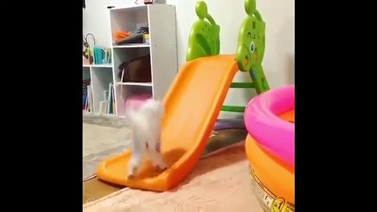 Gulmekten Olduren Komik Kediler