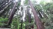 THE GIANT REDWOODS OF MUIR WOODS | Marin County, California