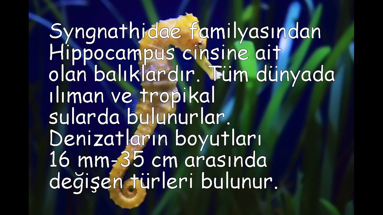 DENİZ ATININ FEDAKARLIĞI