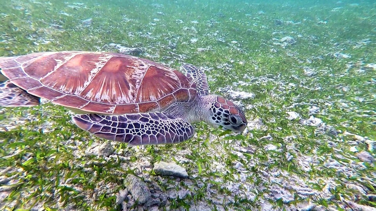 Paradies Gili Trawangan