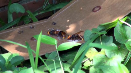 Descargar video: Des frelons asiatiques géants s'en prennent à une ruche... Impressionnant