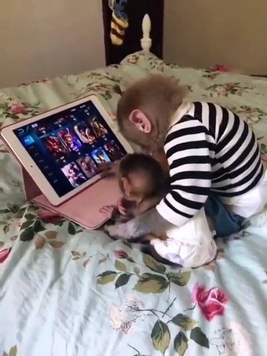 MONKEY WATCHING VIDEOS