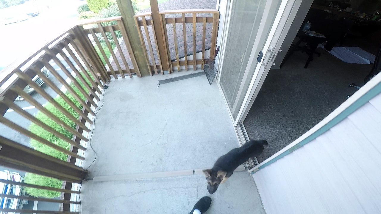 German Shepherd Puppy Training