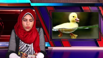 تعلم حروف اللغة العربية للأطفال { 02 } حكاية البطة الشقية وحرف الباء