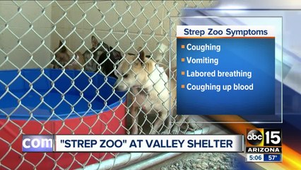 Strep Zoo illness discovered at Valley shelter