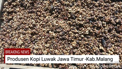 Kopi Luwak Jawa Timur | Toko Kopi Luwak WA 081 233 660 207 | Harga Top Kopi