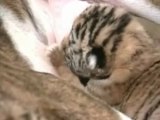 Une chienne  pitbull adopter deux petit tigre