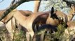[Discovery Animals Documentary]  Predators Wild Dogs Nat Geo Wild HD