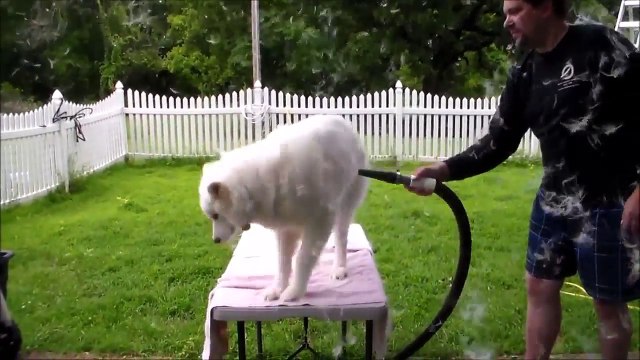 Cette chienne perd ses poils par centaines !!