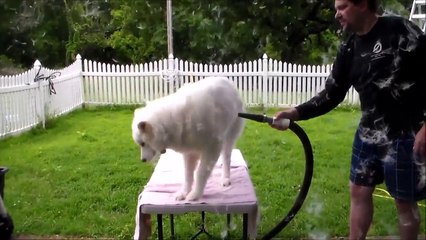 Cette chienne perd ses poils par centaines !!