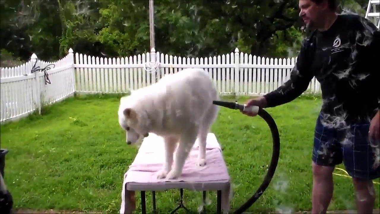 Cette chienne perd ses poils par centaines !!