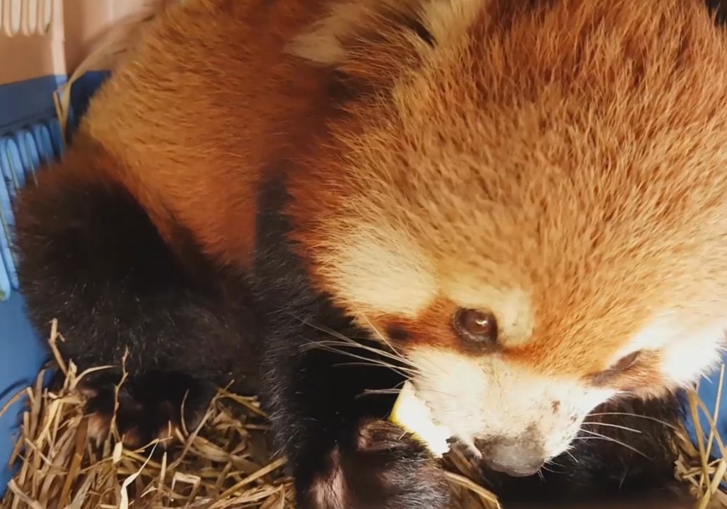 Red Pandas Rescued From Illegal Wildlife Trafficking on Border of Laos and China