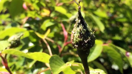 The Smallest Bird you have ever seen