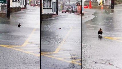 Un canard nage dans une rue inondée de Provincetown, aux États-Unis