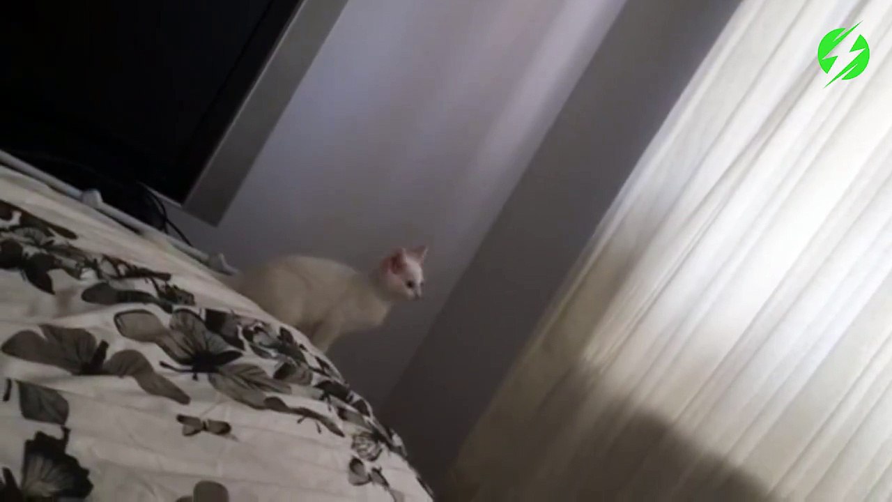 Avez-vous déjà vu un tour de magie de chats...