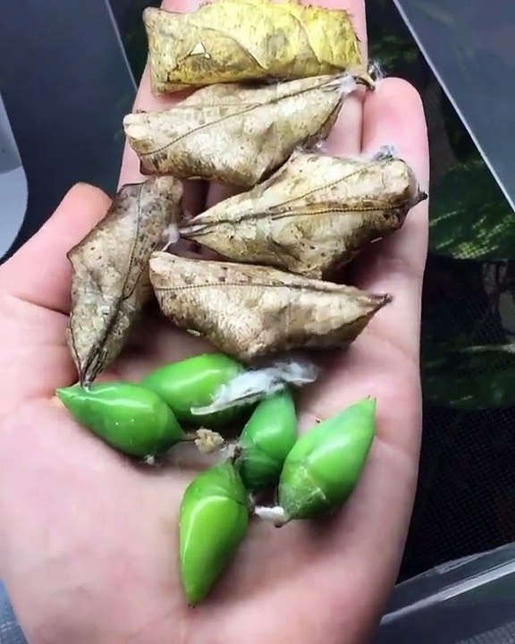 Des feuilles mortes? Des fruits? Non, ce sont des cocons de chenilles! Incroyable