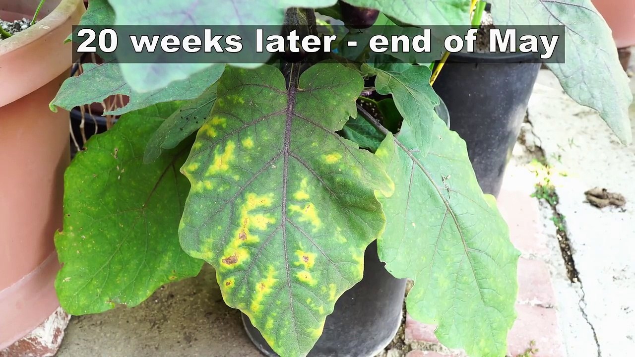 How to Grow Eggplants - The Complete Guide