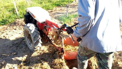 Antonio Carraro 751E | Sow Potatoes (with pure engine sound)