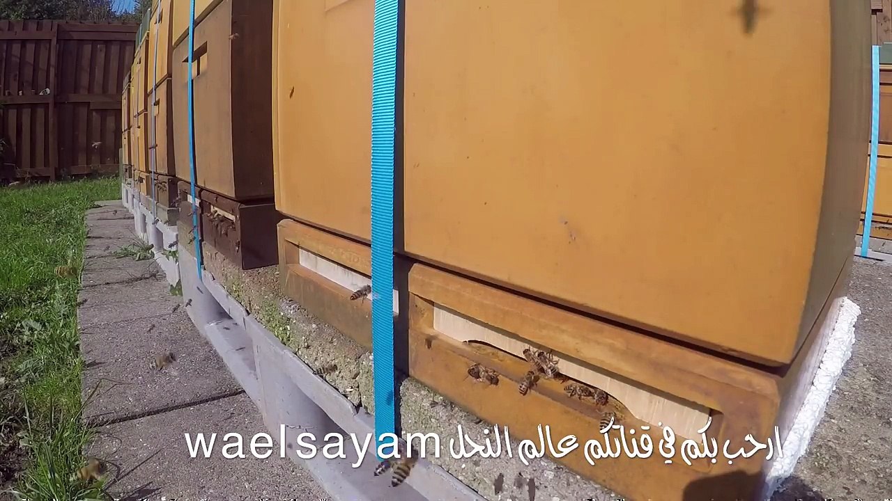 عالم النحل ,أساسيات تربية النحل