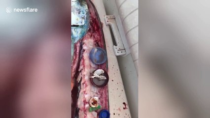 Fisherman finds plastic pollution inside fish's stomach