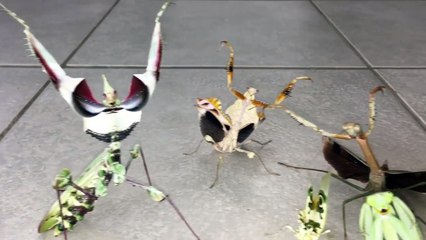 Mantes religieuses prêtes à attaquer