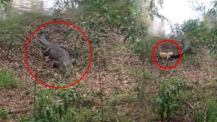 [이브닝] 악어의 천적은 귀여운 강아지?! / YTN