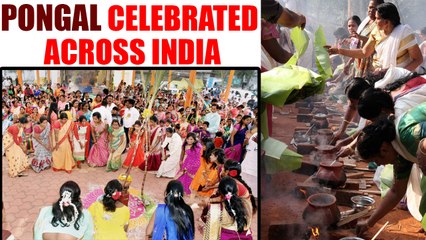 Pongal celebrated across India with great favor, Watch video | Oneindia News