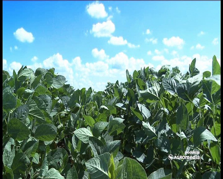 Ikarus + Symphony + Dynox - za soju bez korova