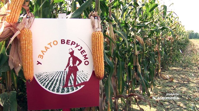 LK hibridi – fantazija za druge kukuruze