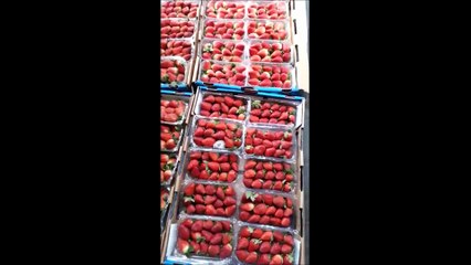 Egypt Strawberries to EU using PrimePro pallet covers