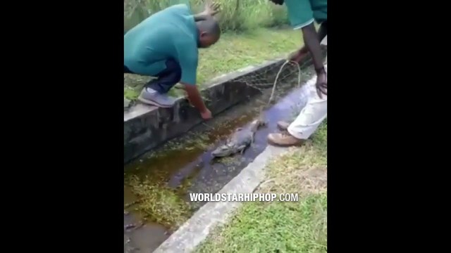 Ne jamais tenter de caresser un alligator... Douloureux