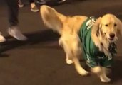 This Dog in an Eagles Jersey Was Just What Emotional Philly Fans Wanted to See Last Night