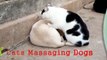 Lady Cat Massages Dog Best