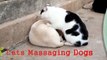 Lady Cat Massages Dog Best Fu