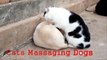 Lady Cat Massages Dog Best Fun