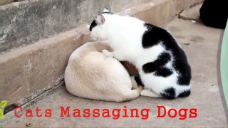 Lady Cat Massages Dog B