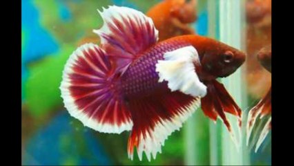 Round tail betta fish