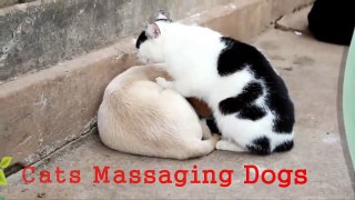 Lady Cat Massages Dog Be