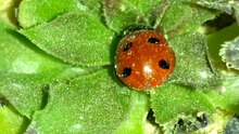 دعسوقة | ladybird