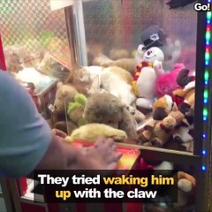 Cat takes a nap in a claw machine