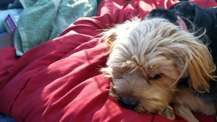 GEO TRACKER LOSES ENGINE, CRAZY TOW