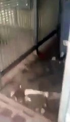 Paris  des éboueurs découvrent plusieurs dizaines de rats dans une poubelle