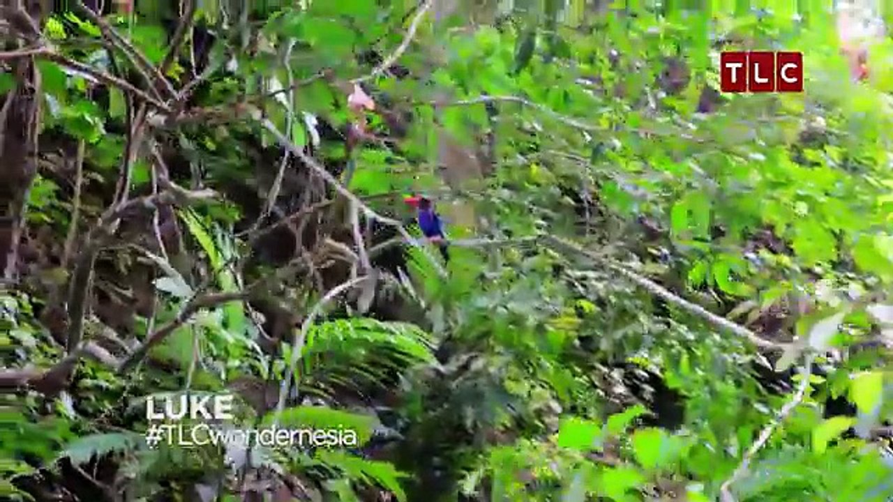 EP5 Lukes Vlog: Bali From Above | WONDERNESIA