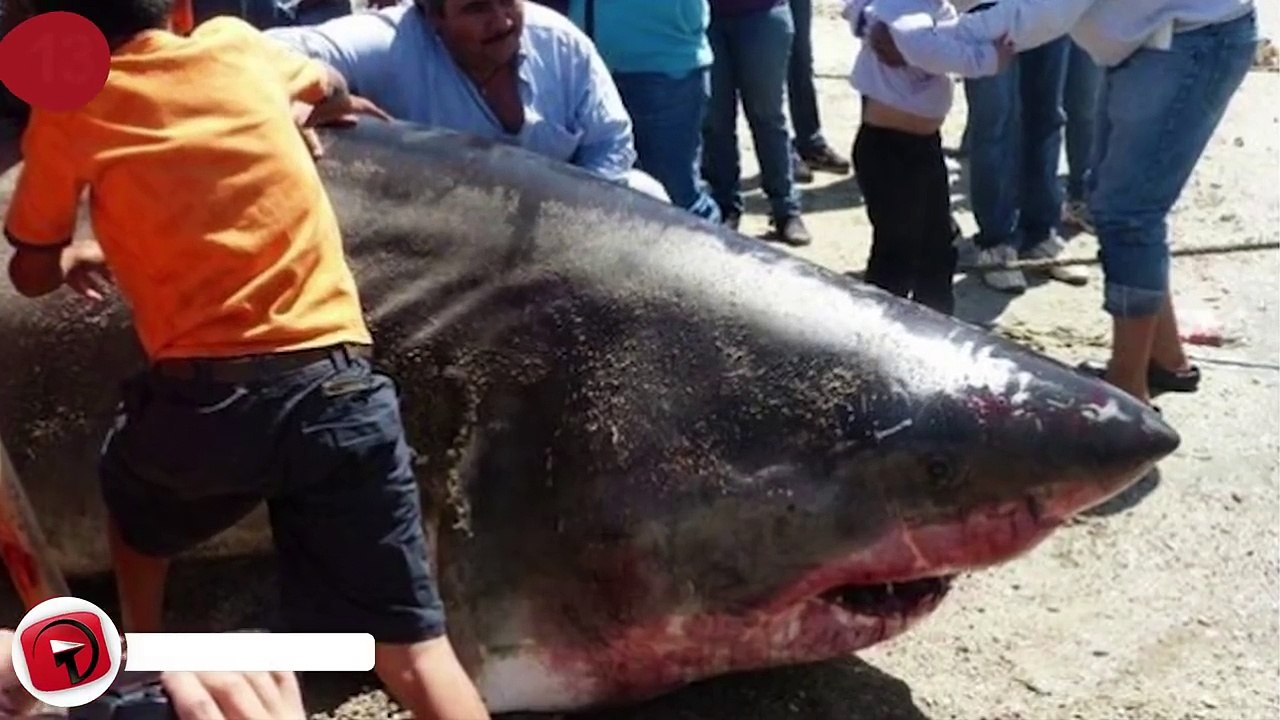 14 Massive Shark Catches