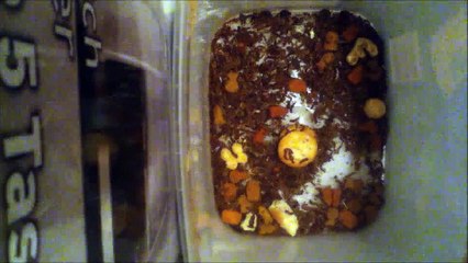 Dermestids Attagenus unicolor Colony Vid #364