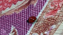 دعسوقة | ladybird